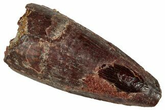Fossil Spinosaurus Tooth - Real Dinosaur Tooth #327841