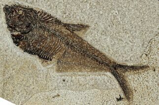 Detailed Fossil Fish (Diplomystus) - Wyoming #327869