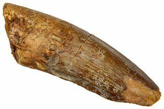 Fossil Spinosaurus Tooth - Real Dinosaur Tooth #327856