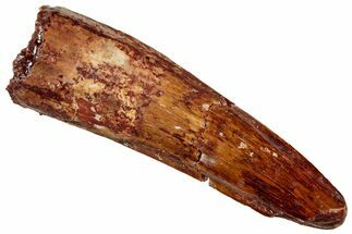 Fossil Spinosaurus Tooth - Real Dinosaur Tooth #327859