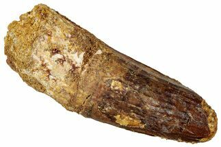 Fossil Spinosaurus Tooth - Real Dinosaur Tooth #327896