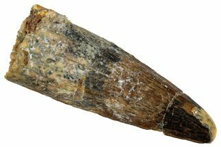 Fossil Spinosaurus Tooth - Real Dinosaur Tooth #327950
