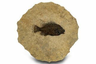 Beautifully Detailed Fossil Fish (Cockerellites) - Wyoming #327962