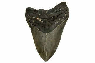 Fossil Megalodon Tooth - North Carolina #328016