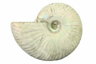 Silver Iridescent Ammonite (Cleoniceras) Fossil - Madagascar #327739
