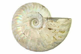 Silver Iridescent Ammonite (Cleoniceras) Fossil - Madagascar #327740