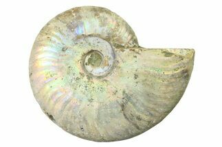 Silver Iridescent Ammonite (Cleoniceras) Fossil - Madagascar #327742