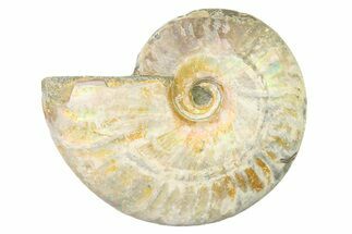 Silver Iridescent Ammonite (Cleoniceras) Fossil - Madagascar #327743