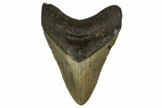 Fossil Megalodon Tooth - North Carolina #328100