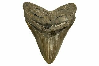 Serrated, Fossil Megalodon Tooth - North Carolina #328106