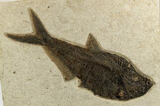 Large, Fossil Fish (Diplomystus) - Green River Formation #327895