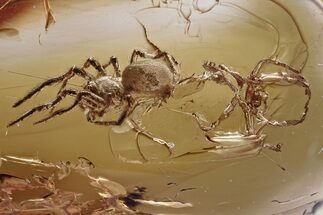 Freshly Molted Spider w/ Exuvia and Webs In Baltic Amber - RARE!!! #328110