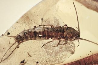 Detailed Fossil Silverfish (Zygentoma) In Baltic Amber - Rare #328119