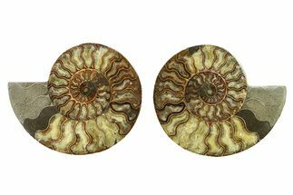 Cut & Polished, Agatized Ammonite Fossil - Madagascar #328087