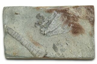 Mississippian Fossil Crinoid - Indiana #327289