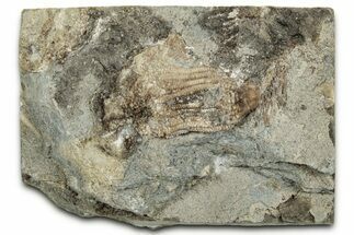 Fossil Crinoid (Eretmocrinus) - Gilmore City, Iowa #327290