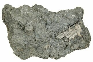 Fossil Crinoid Crown (Tholocrinus) - Leitchfield, Kentucky #327291