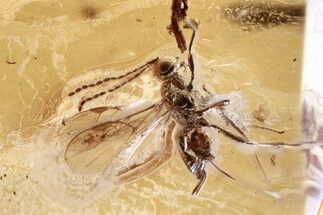 Detailed Fossil Parasitoid Wasp (Braconidae) in Baltic Amber #328135