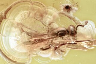 Fossil Wasp (Chalcidoidea) & Midge (Chironomidae) in Baltic Amber #328136