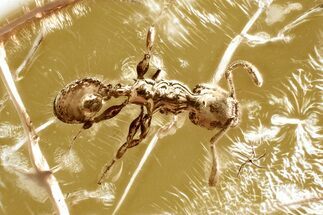 Detailed Fossil Ant (Temnothorax) In Baltic Amber #328137