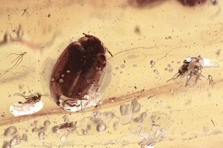 Fossil Marsh Beetle (Cyphon) and Midges (Chironomidae) in Baltic Amber #328159