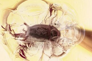 Fossil Handsome Fungus Beetle (Symbiotes) in Baltic Amber #328163