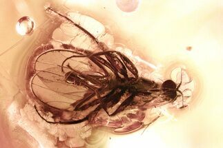 Detailed Fossil Dance Fly (Hybotidae) In Baltic Amber #328180