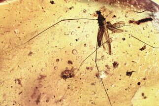 Detailed Fossil Crane Fly and Dagger Fly In Baltic Amber #328225