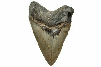 Serrated, Fossil Megalodon Tooth - North Carolina #328272