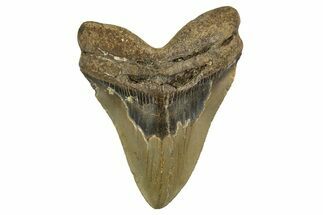 Fossil Megalodon Tooth - North Carolina #328238