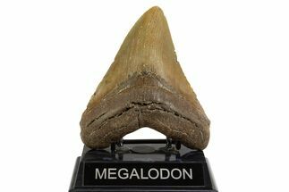 Fossil Megalodon Tooth - North Carolina #328243