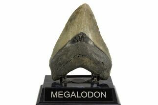 Fossil Megalodon Tooth - North Carolina #328245