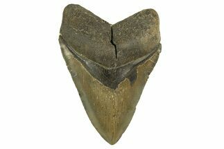 Fossil Megalodon Tooth - North Carolina #328248