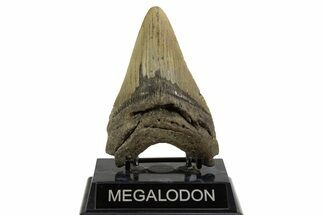Fossil Megalodon Tooth - North Carolina #328249