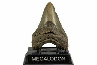 Serrated, Fossil Megalodon Tooth - North Carolina #328250