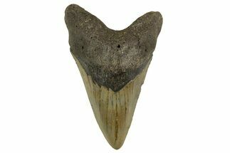 Fossil Megalodon Tooth - North Carolina #328255
