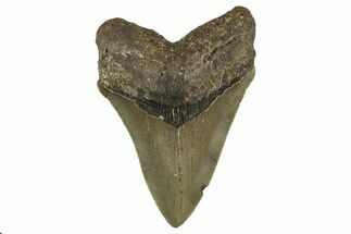 Serrated, Fossil Megalodon Tooth - North Carolina #328293