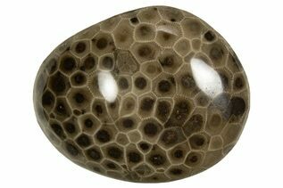 Petoskey Stones For Sale