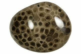 Polished Petoskey Stone (Fossil Coral) - Michigan #328348