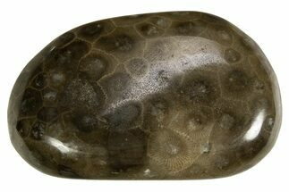 Polished Petoskey Stone (Fossil Coral) - Michigan #328363