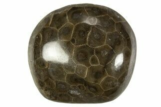 Polished Petoskey Stone (Fossil Coral) - Michigan #328368