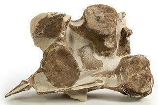 Fossil Plesiosaur (Thililua?) Vertebrae in Rock - Asfla, Morocco #328416