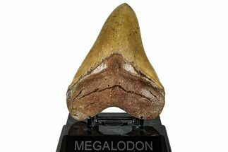 Serrated, Fossil Megalodon Tooth - North Carolina #328409