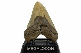 Serrated, Fossil Megalodon Tooth - North Carolina #328440
