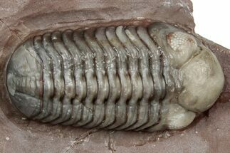 Colorful Austerops Trilobite - Jorf, Morocco #328584