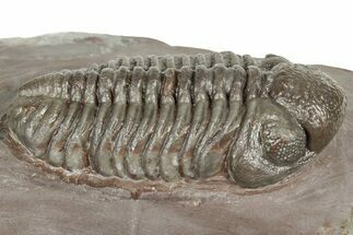 Glassy Austerops Trilobite - Jorf, Morocco #328585