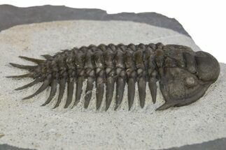 Uncommon Crotalocephalus Trilobite - Jorf, Morocco #328621
