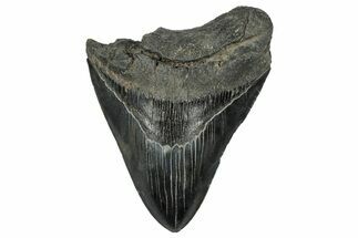 Fossil Megalodon Tooth - South Carolina #328588