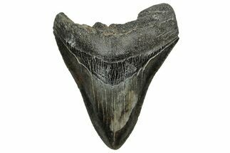 Fossil Megalodon Tooth - South Carolina #328592