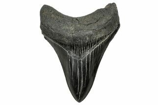 Serrated, Fossil Megalodon Tooth - South Carolina #328607